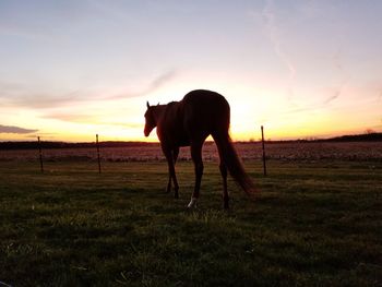 Cow grazing on field against sky during sunset