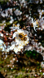 Close-up of bee on white flower