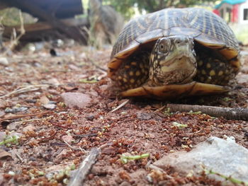 Close-up of tortoise