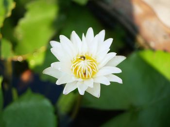 Close-up of white flower