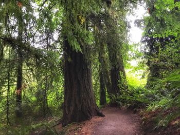 Trees in forest