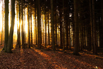 Trees in forest