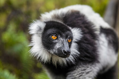 Portrait of black cat