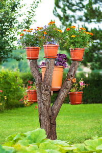 Close-up of potted plants in yard