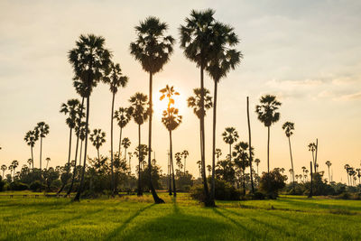 Sunset light through sugar palm trees to paddy rice field in pathum thani, thailand. 