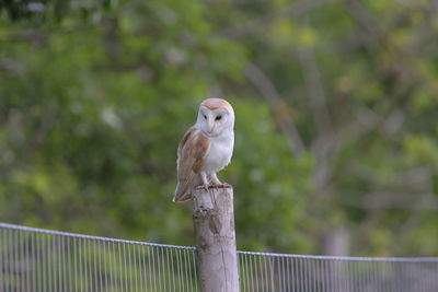 A barn owl on the post 