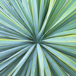 Full frame shot of palm leaves