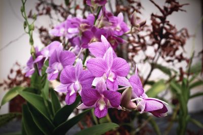 Close-up of purple flowers