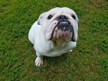 High angle view of dog on field
