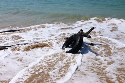 Dog on beach