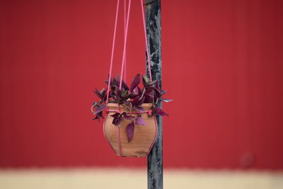 Close-up of red flowering plant against wall