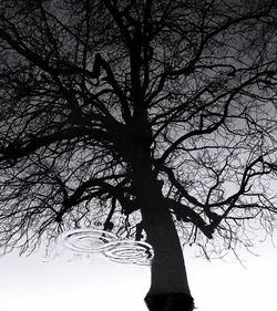 Low angle view of bare trees against sky