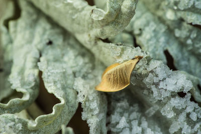 Close-up of leaf in winter