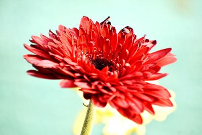 Close-up of red flower