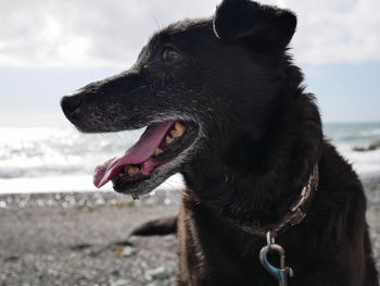 Close-up of a dog looking away