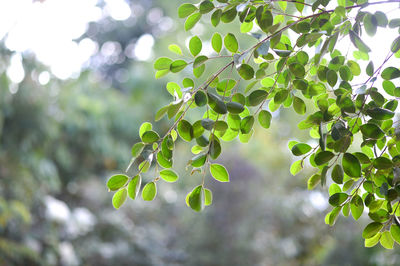 Low angle view of leaves on tree