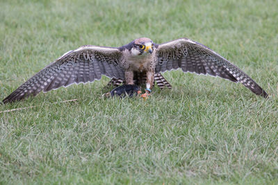 Bird flying over green field