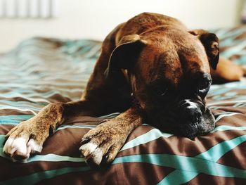 Close-up of dog resting on bed at home