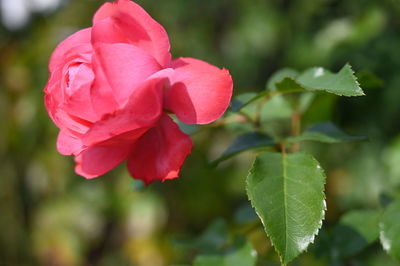 Close-up of pink rose leaves