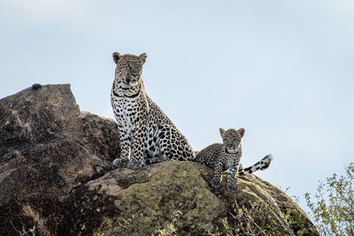 Leopard sits beside cub on sunlit rock