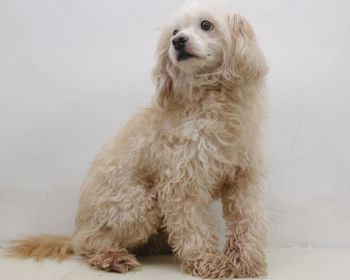 Portrait of dog sitting on floor against white background