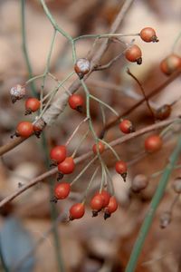 Red berries