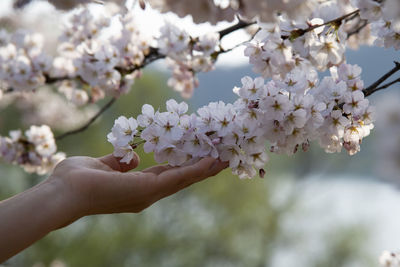 Cropped hand of person holding cherry blossom