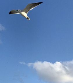 Low angle view of seagull flying in sky
