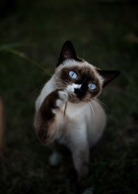 Close-up portrait of a cat