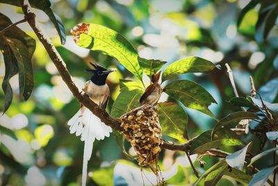 Bird perching on a branch