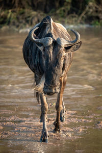 Wildebeest walking in river