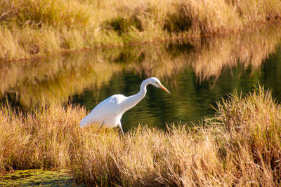 Side view of a duck in a lake