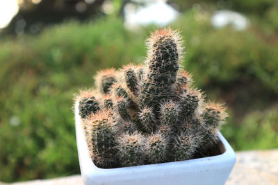 Close-up of cactus plant on field