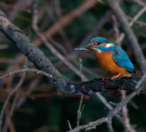 Close-up of bird perching on branch