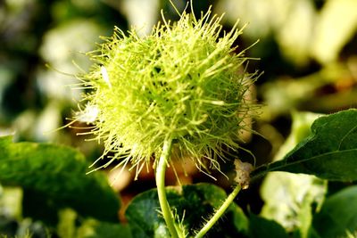 Close-up of cactus plant