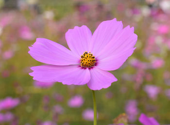 Close-up of cosmos flowering plant