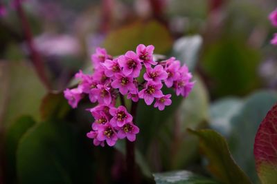 Close-up of pink flowering plant