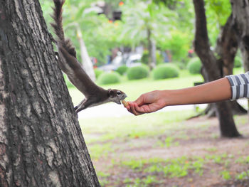 Close-up of bird perching on tree trunk