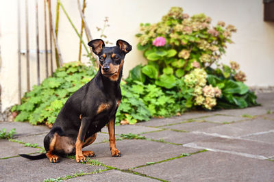 Portrait of black dog looking at camera