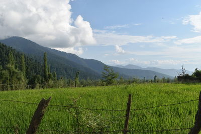 Scenic view of agricultural field against sky