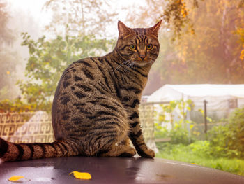 Portrait of a cat sitting outdoors