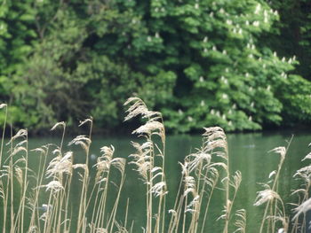 Close-up of a bird on field