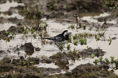Pied wagtail on lakeshore