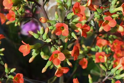 Close-up of red flowering plants