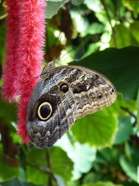 Close-up of butterfly on flower