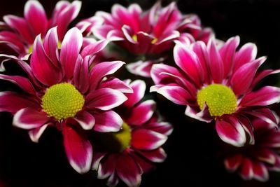 Close-up of pink flowers against black background