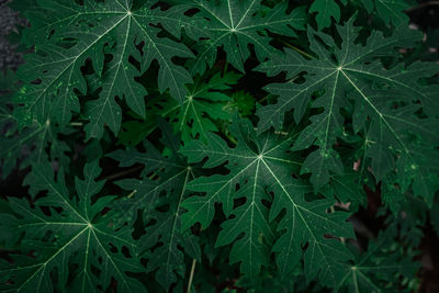 Green papaya leaves