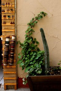 Plants on wall