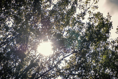 Low angle view of trees against sky