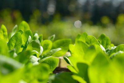 Close-up of fresh green leaves on plant